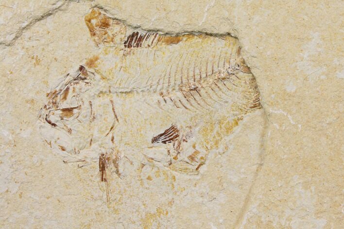 Bargain, Cretaceous Fish (Nematonotus) Fossil - Lebanon #147209